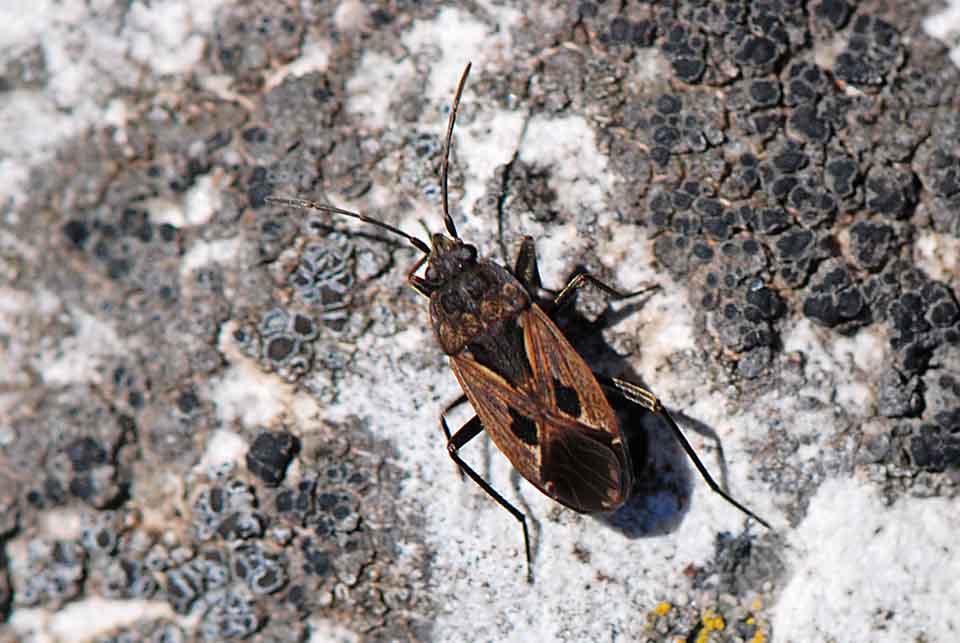 Lygaeidae: Rhyparochromus phoeniceus del Trentino